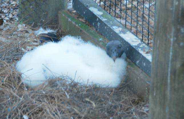 Королевский гриф