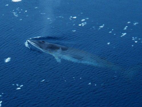 Китообразные животные: общая характеристика отряда водных млекопитающих