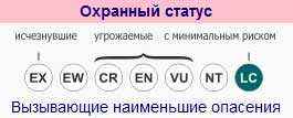 мсоп, охранный статус, африканский аист-разиня
