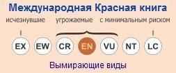 Американский или черноногий хорек - охранный статус