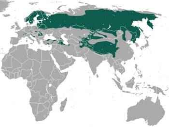 areal-obitaniya-obyknovennoj-rysi-na-karte