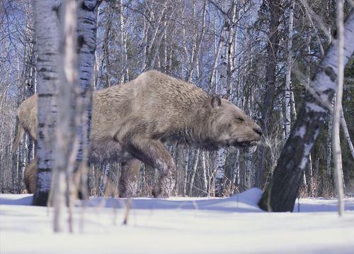 Европейский лев