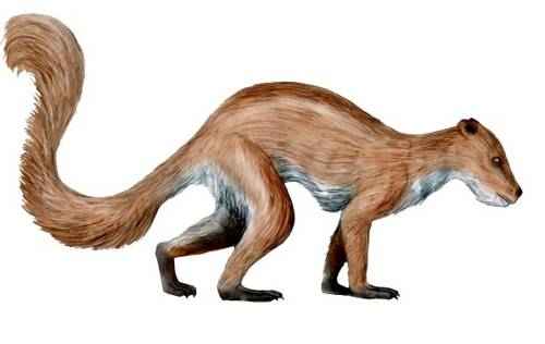 pleziadapis
