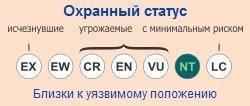 охранный статус аризонского ядозуба, или жилатье