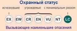 охранный статус желтого мангуста