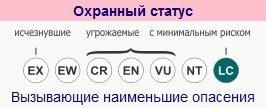 ohrannyjistatus-kanadskoj-rysi