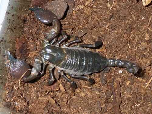 skorpion