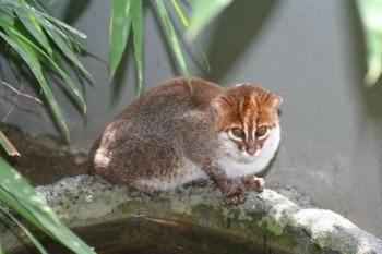 sumatranskaja-koshka