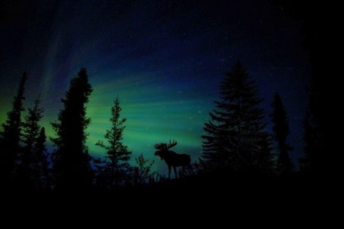 силуэт, лось, деревья, ночь, звезды, северное сияние