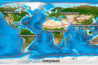 Экозоны, царства, биогеографические зоны, мир, планета, Земля, карта, схема, границы, названия, Неарктика, Палеарктика, Афротропика, Индомалайская зона, Австралазия, Неотропики, Океания, Антарктика