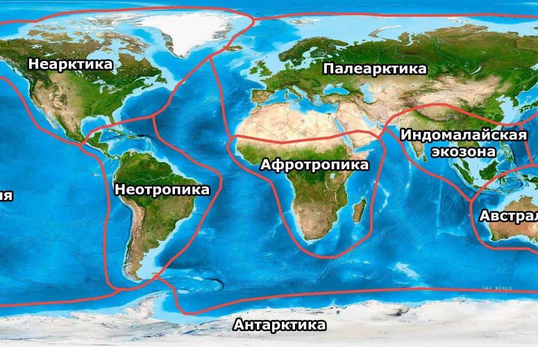 Экозоны, царства, биогеографические зоны, мир, планета, Земля, карта, схема, границы, названия, Неарктика, Палеарктика, Афротропика, Индомалайская зона, Австралазия, Неотропики, Океания, Антарктика
