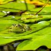 лягушка, загорает, растение, флора и фауна, белая кувшинка, белая водяная лилия, листья, природа, вода, пруд, зелень