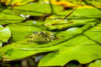лягушка, загорает, растение, флора и фауна, белая кувшинка, белая водяная лилия, листья, природа, вода, пруд, зелень