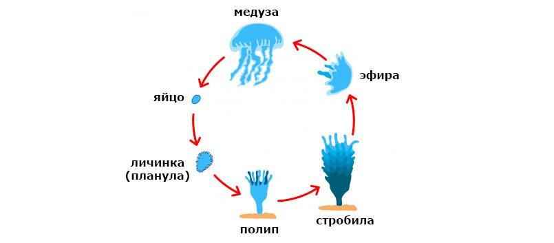 схема, стадии, жизненный цикл, медуза, яйцо, личинка, планула, полип, стробила, эфир,