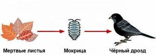 Пищевая цепь — определение, типы, значение, трофические уровни и схемы