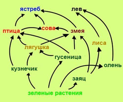 Пищевая цепь — определение, типы, значение, трофические уровни и схемы