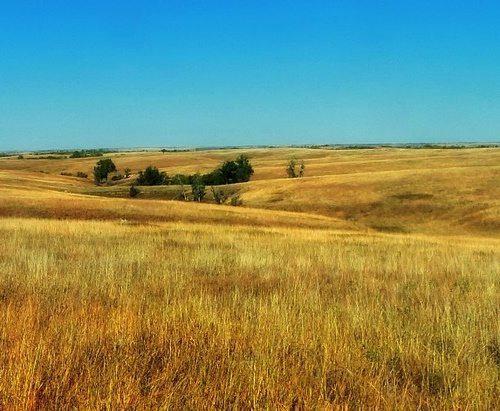 Растительный мир Северной Америки: особенности и список видов растений