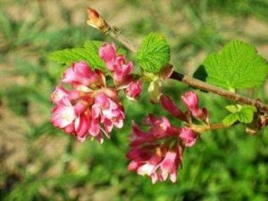 Какие растения встречаются и растут в Европе? Список видов, фото и описание