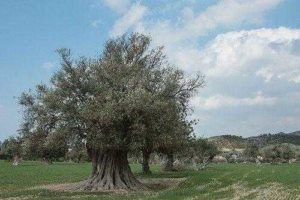 Какие растения встречаются и растут в Европе? Список видов, фото и описание