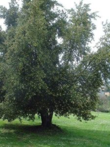 Какие растения встречаются и растут в Европе? Список видов, фото и описание