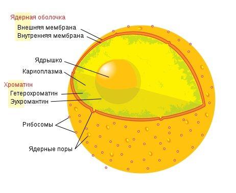 Характеристика, роль и структура клеточного ядра