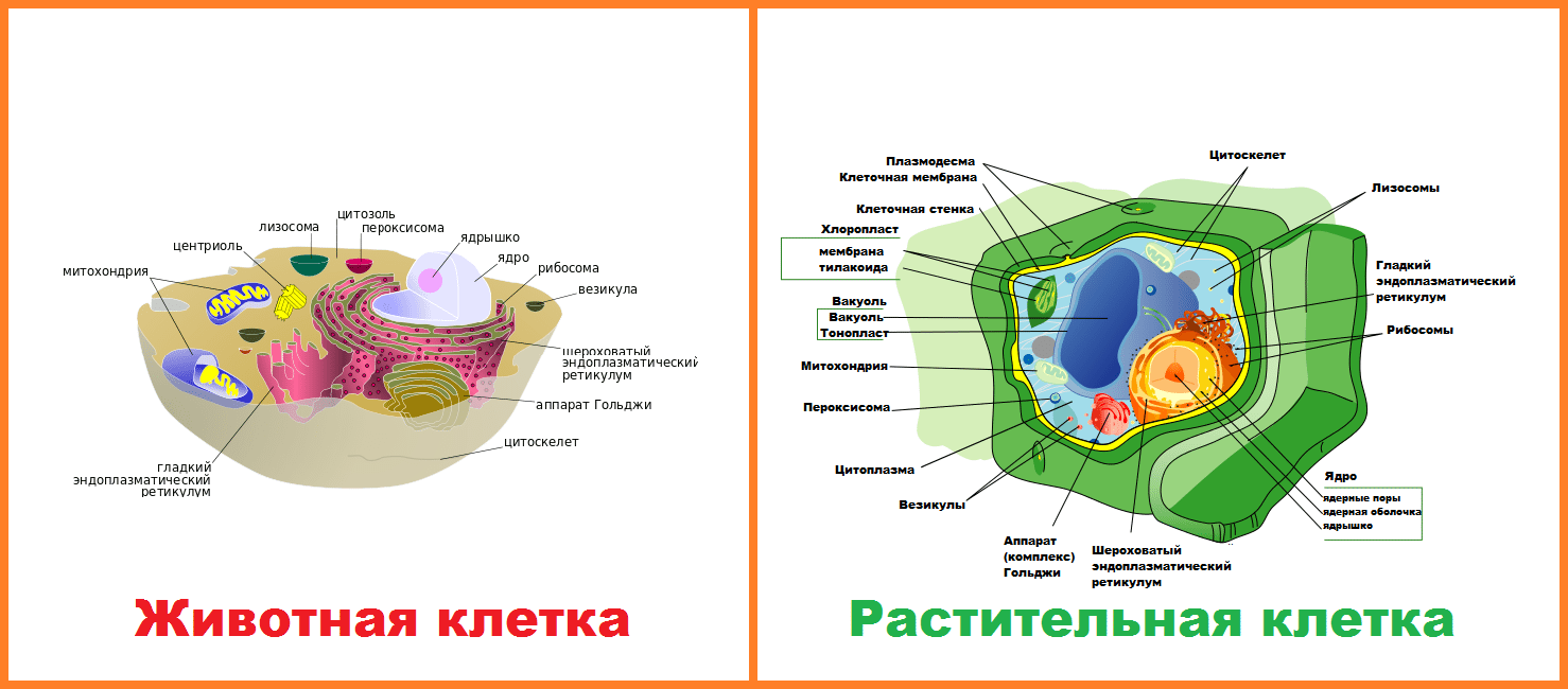 Сходство и различия строения клеток растений и животных