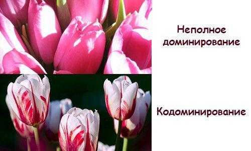 Виды доминантности генов: полное, неполное и кодоминирование