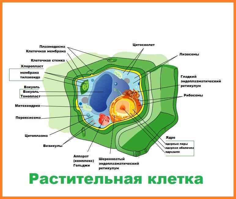 Особенности строения и основные органеллы растительных клеток
