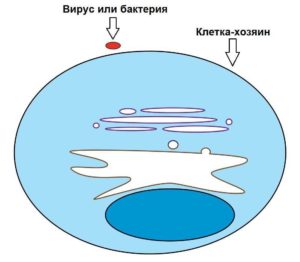 Понятие, механизм и последовательность осуществления фагоцитоза