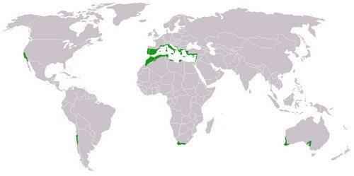 Описание, распространение и особенности средиземноморского климата