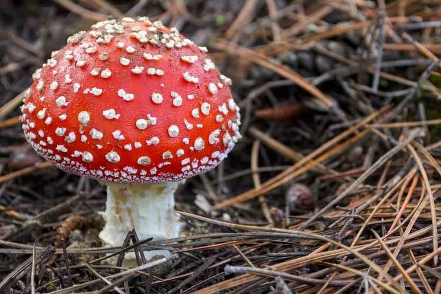 Какие съедобные, несъедобные и ядовитые грибы растут в Подмосковье? Список с названиями, фото и описанием