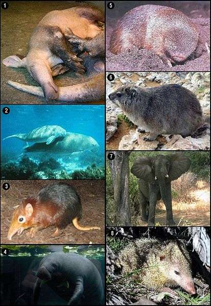Трубкозуб - доисторическое животное, которое живет в наши дни
