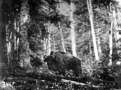Какие животные занесены в черную книгу мира? Виды, фото и описание