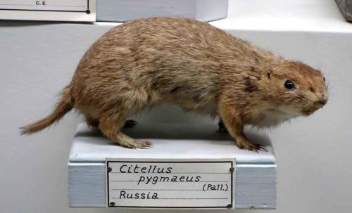 Редкие животные из Красной книги Ставропольского края — список, характеристика и фото