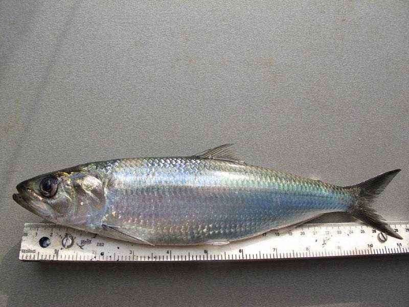 Какие виды рыб обитают в Азовском море - названия, фото и характеристика