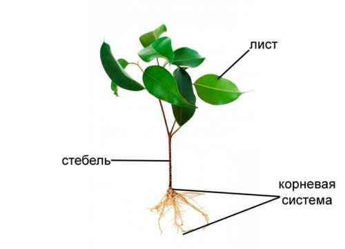 Особенности корневой системы растений - типы, примеры и значение