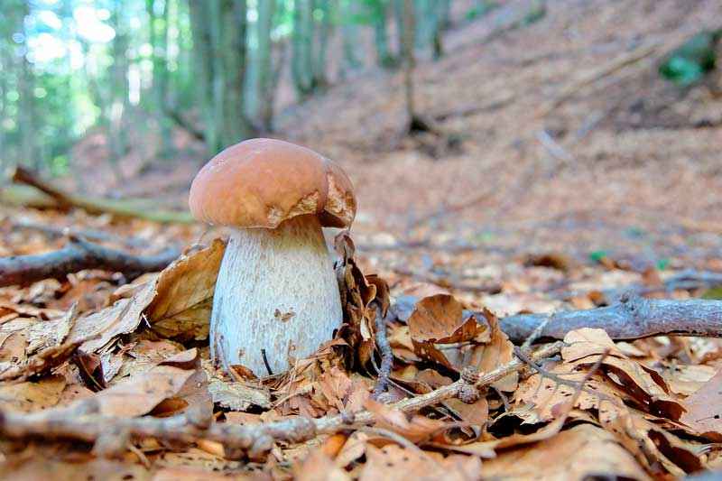 Какие бывают съедобные грибы? Список, описание и фото