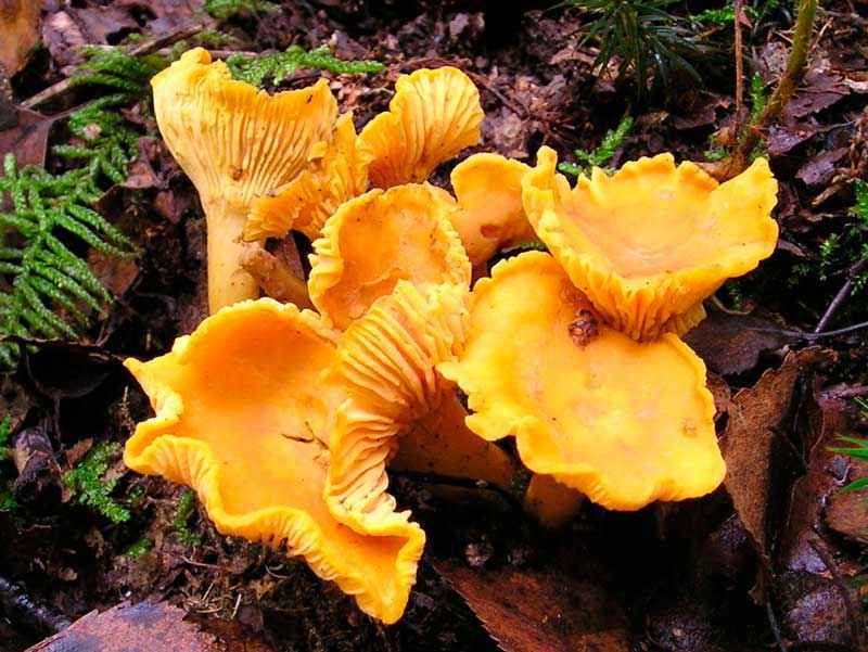Какие бывают съедобные грибы? Список, описание и фото