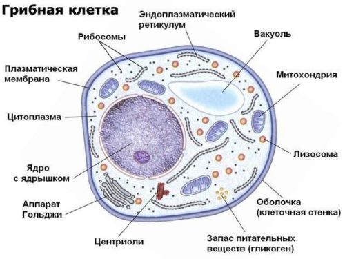 Сравнение строения животных, растительных, грибных и бактериальных клеток