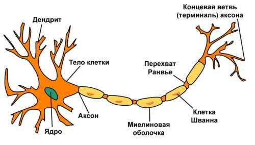 Нервная система человека - особенности, строение, отделы и функции