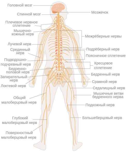 Нервная система человека - особенности, строение, отделы и функции