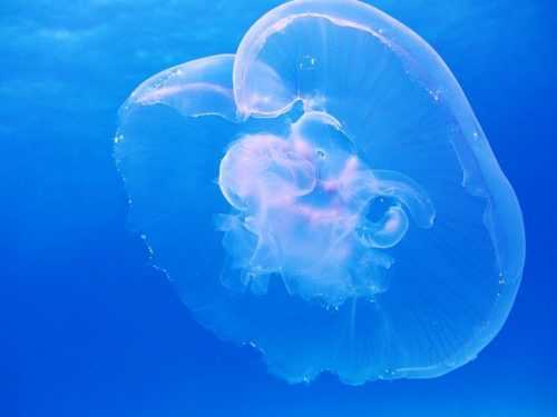 Какие медузы водятся в Азовском море? Жалят ли они людей?