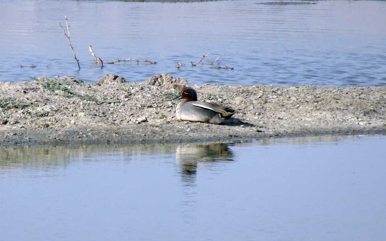 Какие птицы водятся в Крыму? Список с названиями, фото и описанием