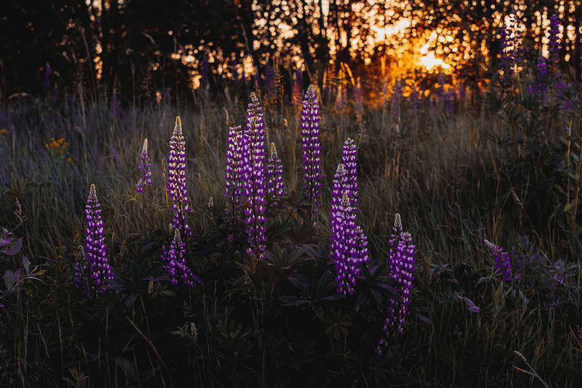 Природа, флора и фауна Беларуси — характеристика и фото