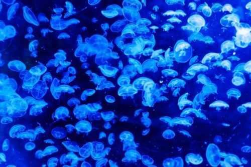 Какие медузы водятся в Азовском море? Жалят ли они людей?