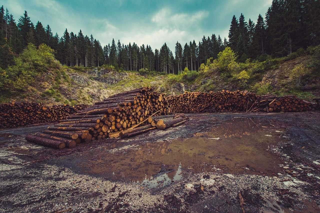 Какова роль и значение леса в жизни людей?